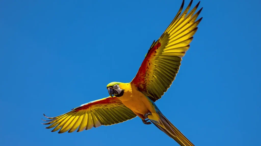 parrot jokes